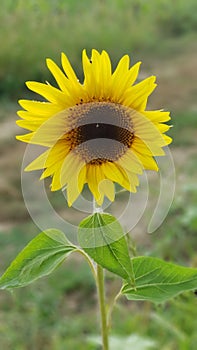 Single Sunflower in the field