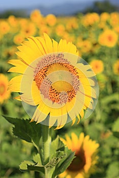 Single SunFlower on field