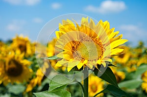 Single sunflower on the field