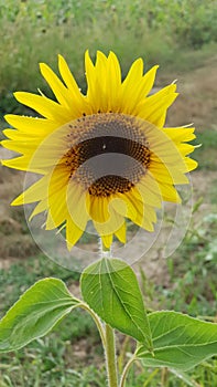 Single Sunflower in the field