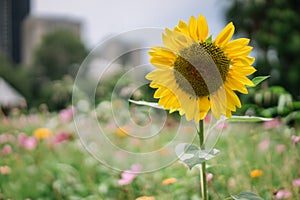 A Single Sunflower Flower in a field