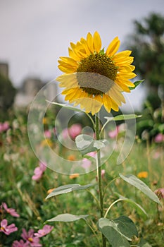 A Single Sunflower Flower in a field