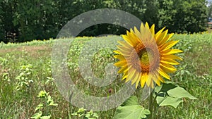 Single sunflower head blowing in the breeze in a farm field.