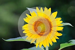 Single sunflower (helianthus annuus) photo