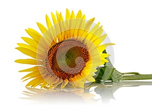 Single Sunflower isolated on white