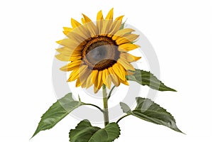 Single Sunflower Isolated on White