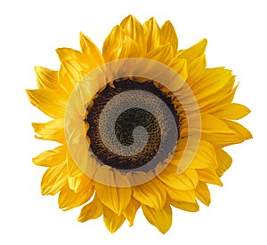 Single sunflower isolated on white background