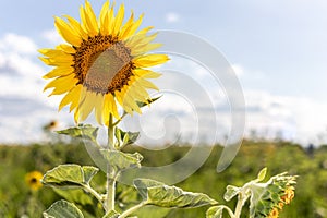 Single sunflower natural background. Beautiful sunflowers field with cloudy and blue sky