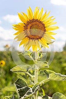 Single sunflower natural background. Beautiful sunflowers field with cloudy and blue sky