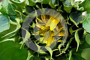 Single sunflower ready to open, close-up