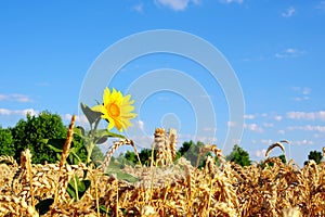 Single sunflower in ripe golden colored wheat field at blue sky background.