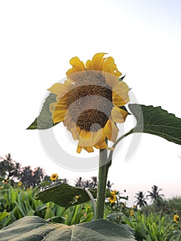 Single sunflower standing courageously