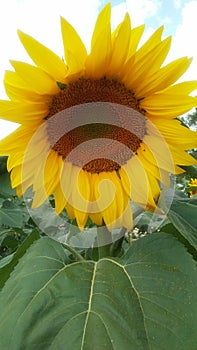 Single sunflower standing tall and proud