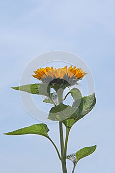 A single sunflower stands alone against the blue summer sky