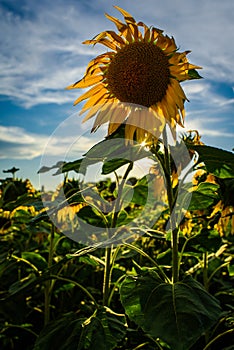 Single sunflower under a setting sun.