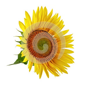 Single Sunflower on white background