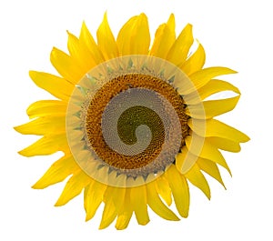 Single sunflower on white background