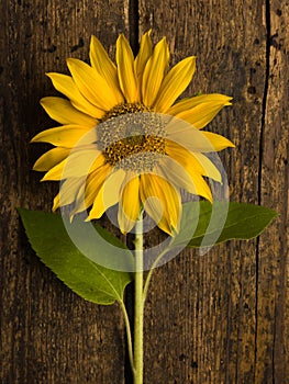 Single sunflower on wood