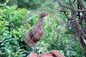 A single Swainsons Francolin standing on a termite mound photo