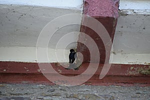 Single Swallow starting to build a Nest photo