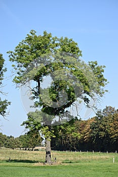 a single swamp tree in ThÃ¼rer Wiesen