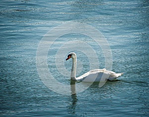 Single swan bird on water surface