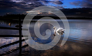 A single swan on a calm and peaceful lake at sunset