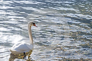 single swan in clear blue water with sun reflections