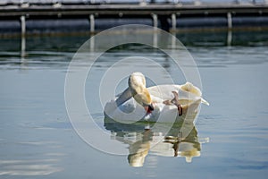 Single Swan with its mirror immage at lake constance