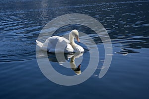 Single swan on the lake, beautiful animal