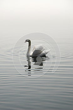 Single swan reflection