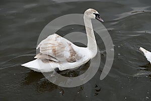 Single swan on a river water