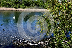 Single swan in small lake in danish capital Copenhagen photo