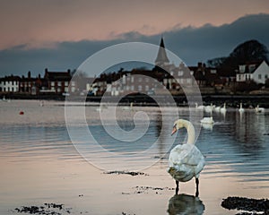 A single swan standing in low tide water suring sunrise at bosham quay in west sussex uk