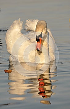 Single swan swimming on the lake, with reflections