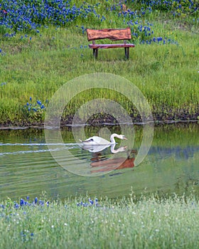 Single Swan in a Texas Pond Surrounded by Bluebonnets