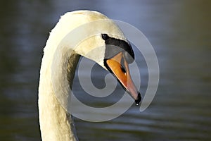Single swans head photo