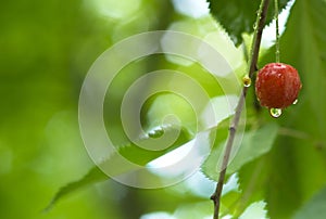 Single sweet cherry with water drops on it