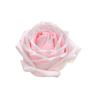 Single sweet pink rose flowers head blooming isolated on white background with clipping path , beautiful natural patterns