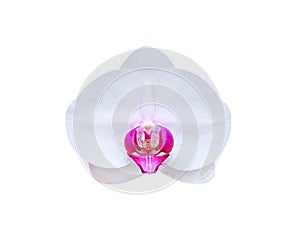 Single sweet white phalaenopsis orchids with pink patterns head and water drops blooming isolated on white background , clipping