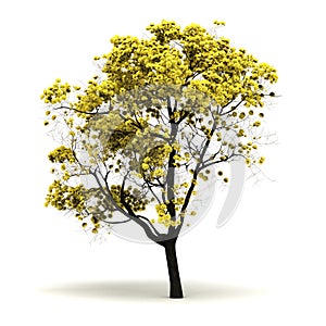 Single Tabebuia Chrysantha Tree photo