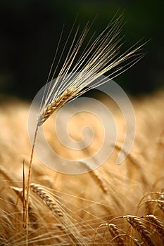 Single tall rye ear in field