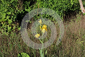 A single, tall stalk of a yellow, Bearded Iris, with flowers and buds growing admist tall grasses in a field in the summer
