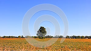 Single tall tree in the middle of Soy fields