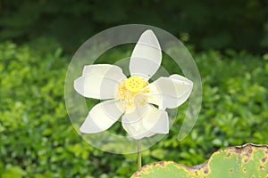A single, tall white, fully opened lotus flower, with its inner yellow pod exposed, in a garden setting.