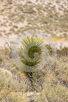 Single tall Yucca plant in the Mojave desert