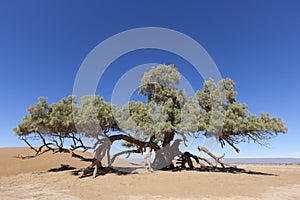 A single Tamarisk tree (Tamarix articulata) in the Sahara desert