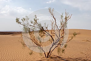 Single tamarix tree in Dasht-e Kavir desert, Iran.