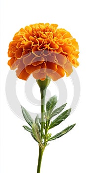 Single Tangerine Marigold Flower White Background