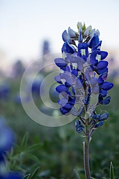 Single Texas Bluebonnet Bloom with bokeh background